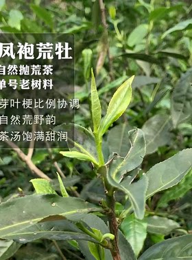 白牡丹福鼎白茶正宗荒野生态老树