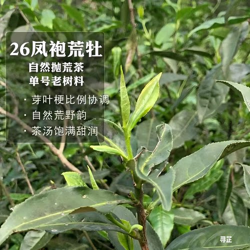 白牡丹福鼎白茶正宗荒野生态老树