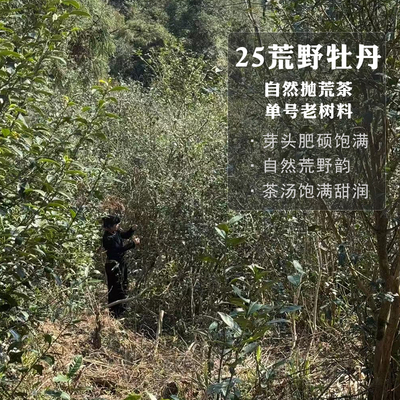 【25凤冠】头春头采荒野白牡丹王福鼎白茶单一产区老茶树500g寻芷