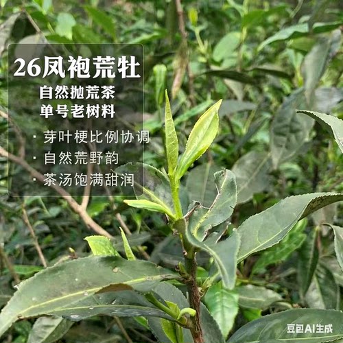 白牡丹福鼎白茶正宗荒野生态老树