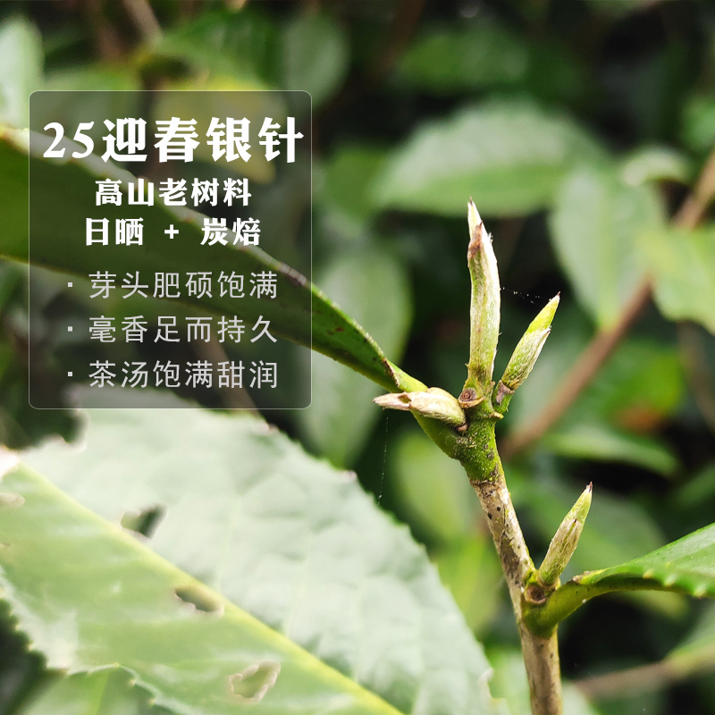 2025年白毫银针福鼎白茶管阳老树