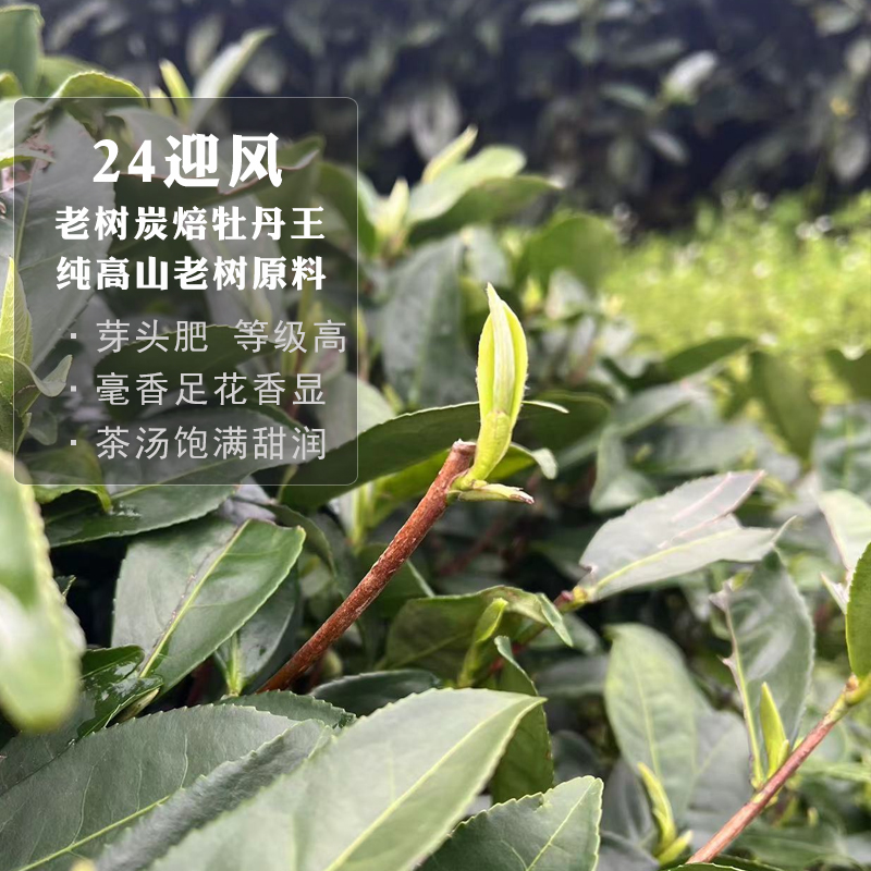 【迎风】炭焙24头采头春白牡丹王福鼎白茶管阳镇高山茶叶500g 茶 白牡丹 原图主图