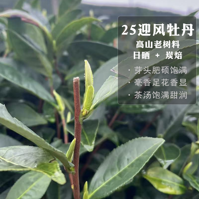 2021福鼎白茶高山特级花香白牡丹