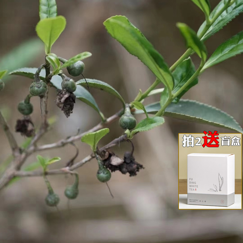 福鼎野生小菜茶白茶籽纯日晒工艺