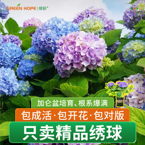 绣球花苗无尽夏花手鞠