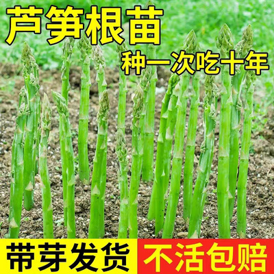 芦笋根苗现挖新芦笋苗四季种植蔬菜苗食用田园秧苗盆栽芦笋种籽