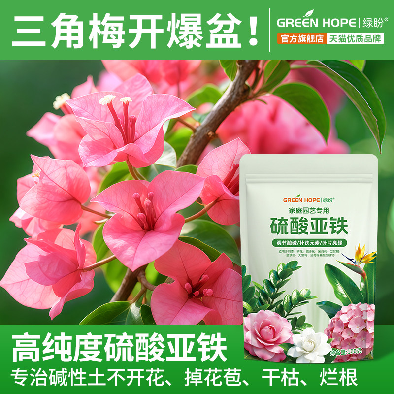 三角梅花开满盆/叶油绿/不干枯图片