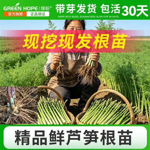 芦笋根苗带土种苗四季秧苗