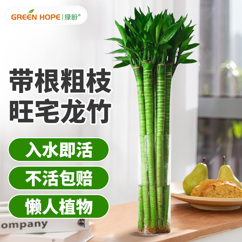 带根龙竹转运富贵水培植物