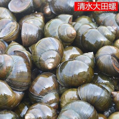 鲜活大号田螺种苗种螺母螺淡水养殖活体田螺包邮新鲜螺蛳肉食用