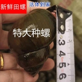 鲜活大号田螺种苗种螺母螺淡水养殖活体田螺 新鲜螺蛳肉食用 包邮