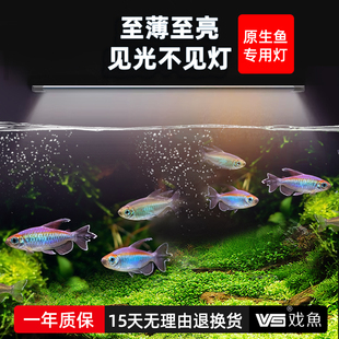 鱼缸灯小型LED防水专用照明观赏增色增艳氛围全光谱水草溪流顶灯