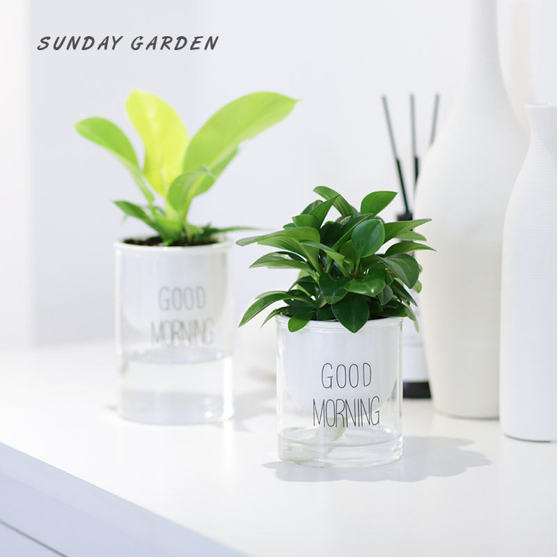 办公室水培植物北欧风室内水养盆栽桌面水培水生花小盆栽绿植包邮