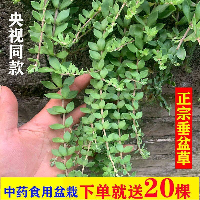 垂盆草中药材盆栽食用新鲜垂盘草嫩芽种植苗吊兰正宗种子不含盆