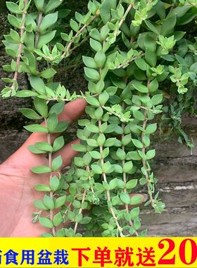 垂盆草中药材盆栽食用新鲜垂盘草嫩芽种植苗吊兰正宗种子不含盆