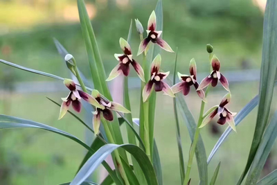 清新兰花直播（单拍不发货）