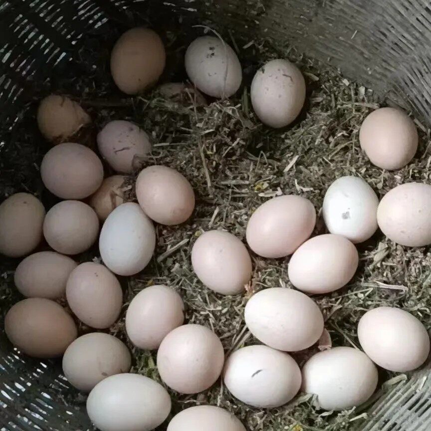 正宗散养土鸡蛋湖北宜昌长阳特产农家新鲜月子柴鸡蛋笨鸡蛋40枚