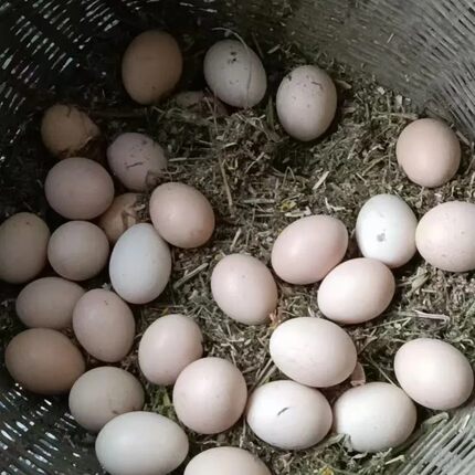 正宗散养土鸡蛋湖北宜昌长阳特产农家新鲜月子柴鸡蛋笨鸡蛋40枚