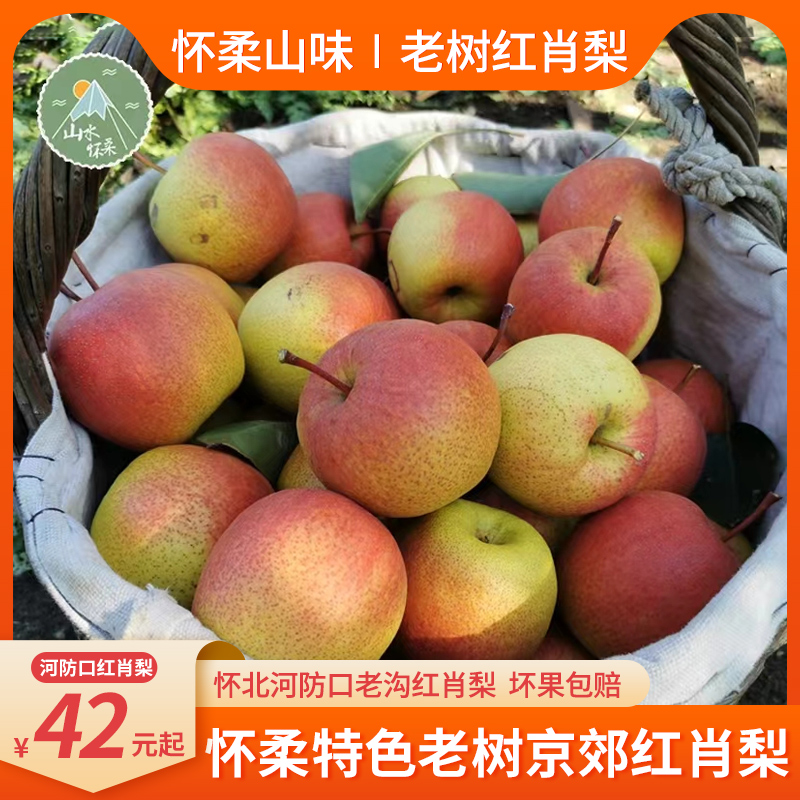 10月下树北京怀柔红肖梨多汁