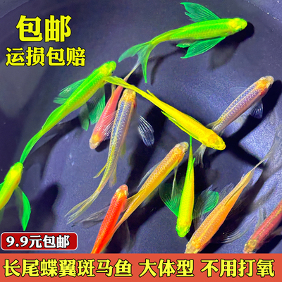 长尾蝶翼斑马鱼耐寒皮实观赏鱼七彩鱼冷水粗养小型淡水好养小活鱼