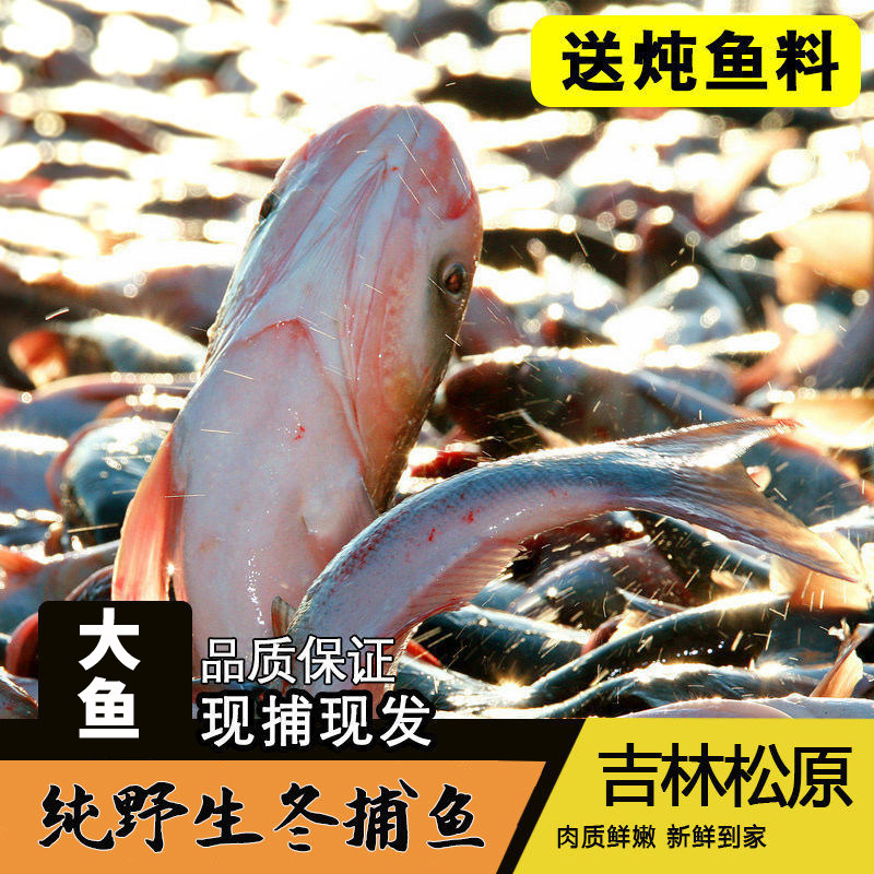 查干碧水冬捕鱼淡水鱼新鲜花鲢