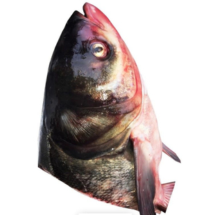 顺发鱼头冷链花鲢鱼头胖头鱼大头鱼超大鱼头鲜活速冻大鱼头水产品