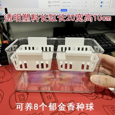 水培郁金香花盆含定植篮水养种球玻璃器皿方便换水透明郁金香花瓶