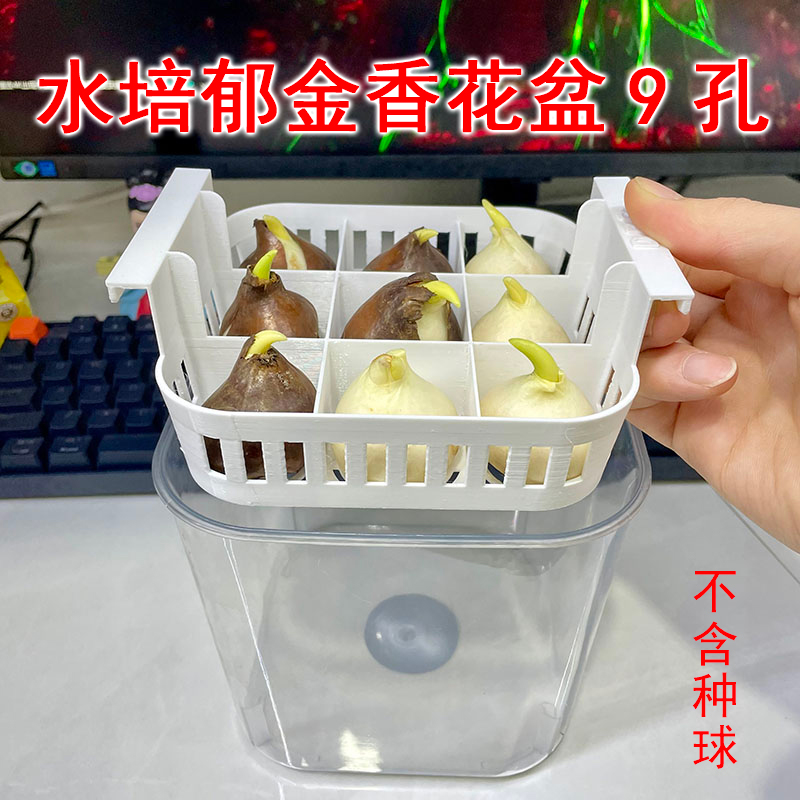 水培郁金香专用花盆养9个种球