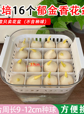 水培16个郁金香花盆方形透明器皿桌面分格沥水篮水养种球白色篮子