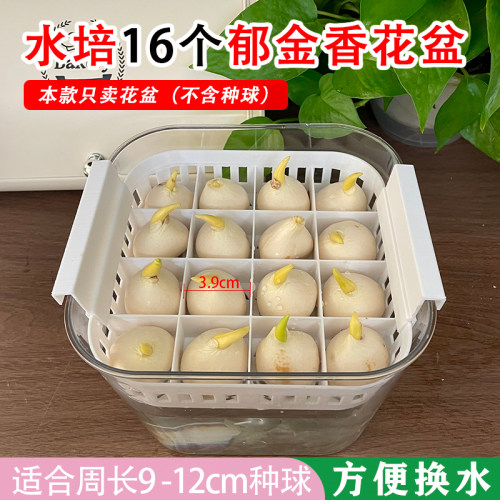水培16个郁金香花盆方形透明器皿