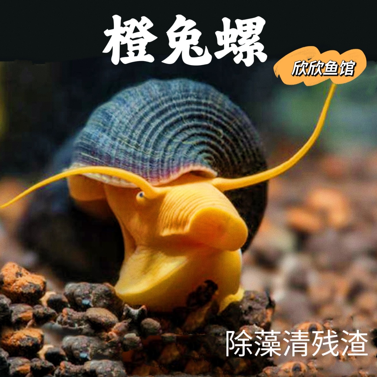 橙兔螺巧克力螺牛魔王螺苏螺印尼苏拉威西螺苏螺兔子螺钉螺工具螺