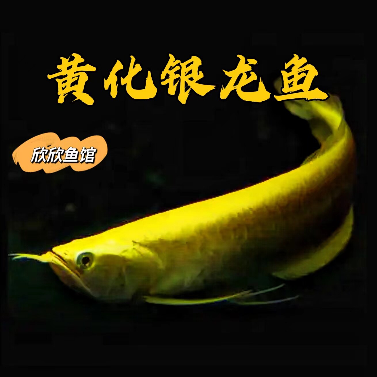 黄化银龙鱼白子红眼龙鱼鱼苗鲨鱼嘴银龙鱼金龙鱼红龙鱼鲨鱼嘴大型