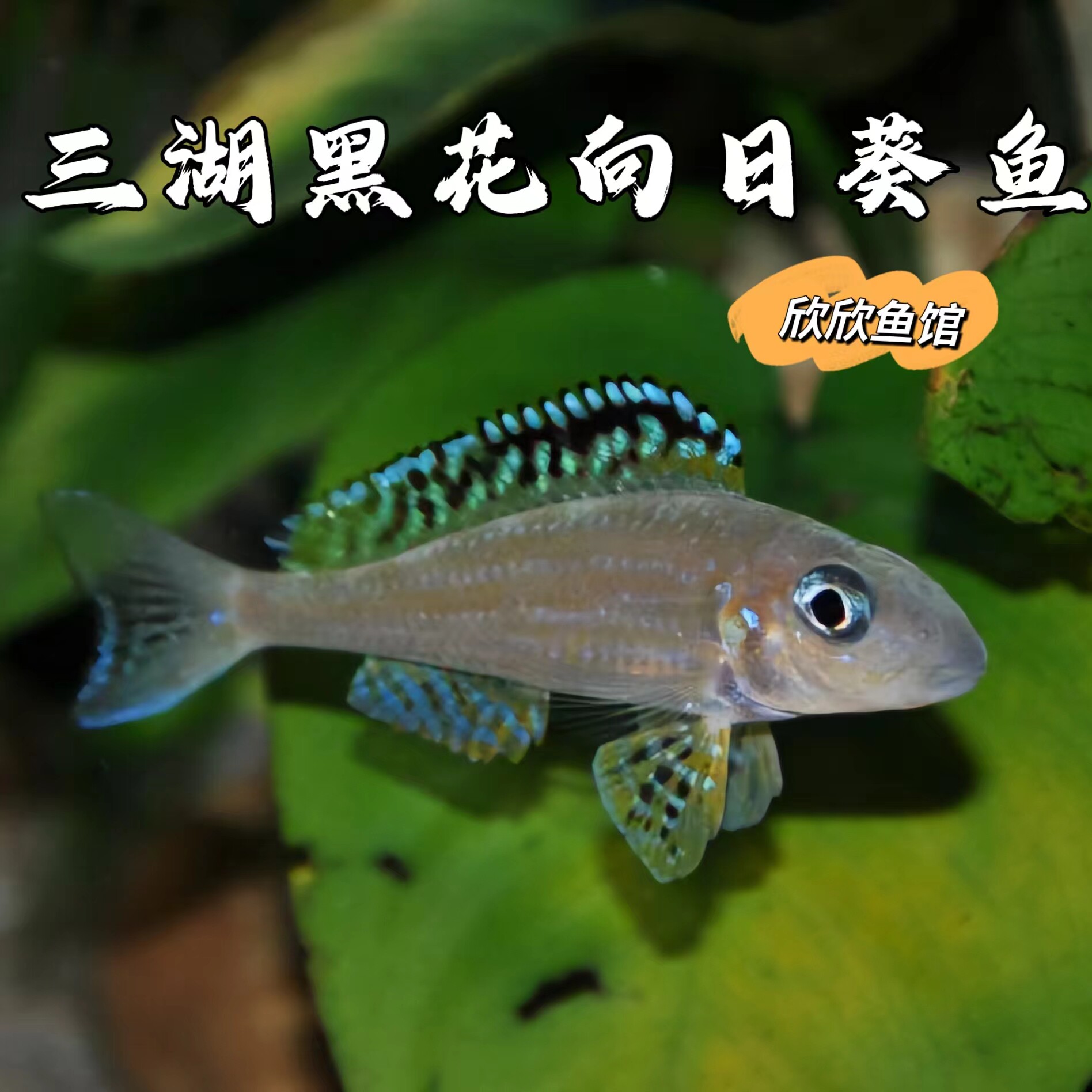 三湖慈鲷黑花向日葵鱼龙王鲷黄ee伊桑加向日葵铁姆波铁幕波伊桑嘉