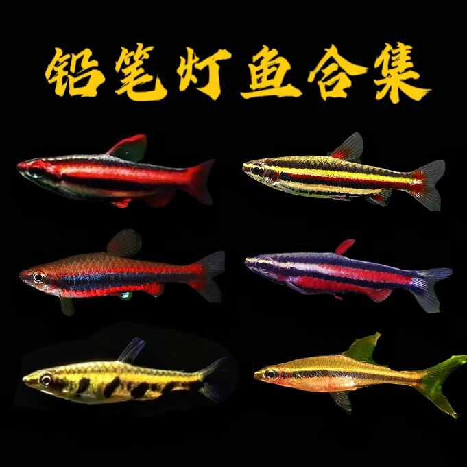 红背铅笔灯鱼三线铅笔紫艳铅笔红肚铅笔黑金线铅笔红肚铅笔热带小