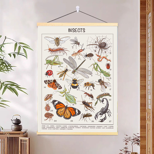 常见昆虫装饰画甲虫蜘蛛螳螂蜜蜂蚂蚁英文insects海报儿童房挂画