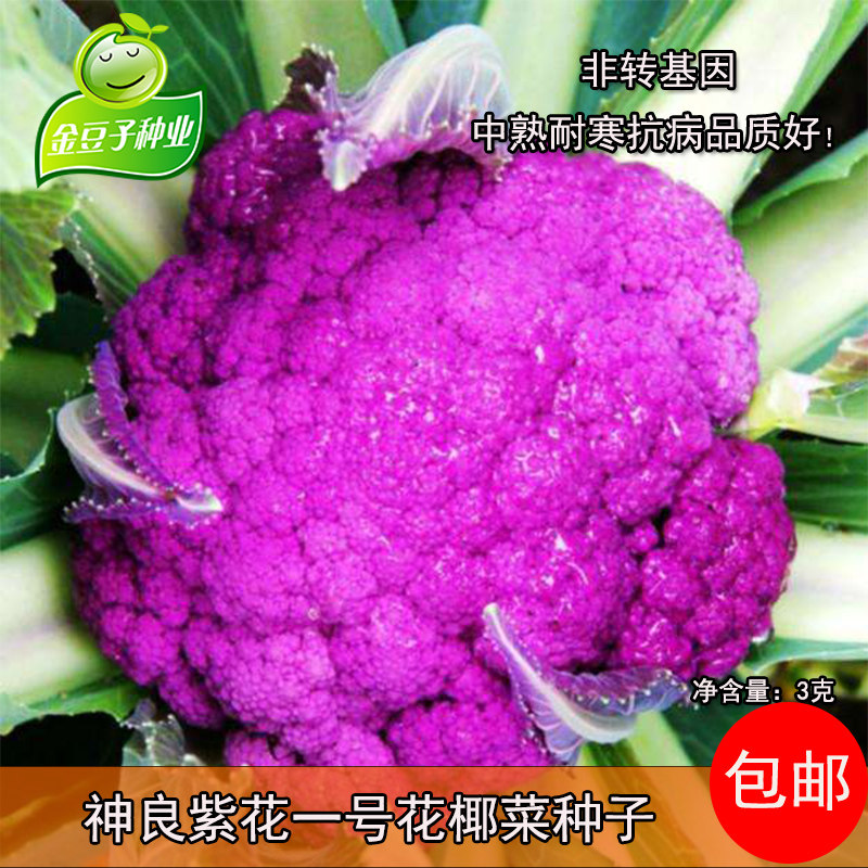 紫花菜种子多少钱 紫花菜种子优惠券免费领取 有条鱼