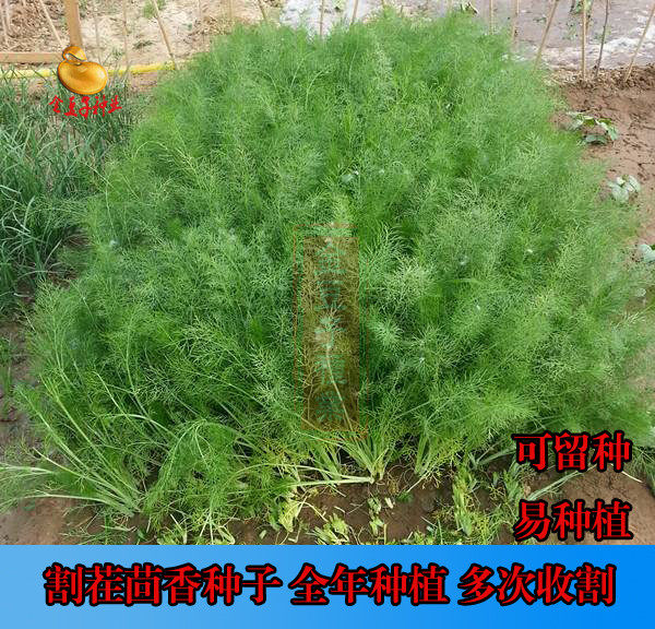 新割茬茴香种子怀香种子香丝菜种子多次收割老品种可自留种美味