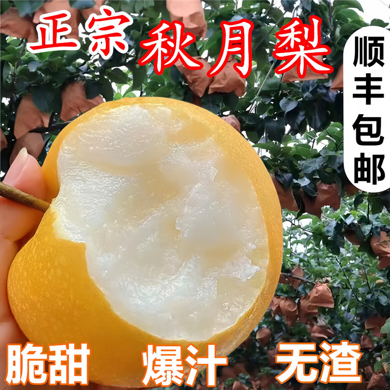 正宗秋月梨精品大果礼盒装
