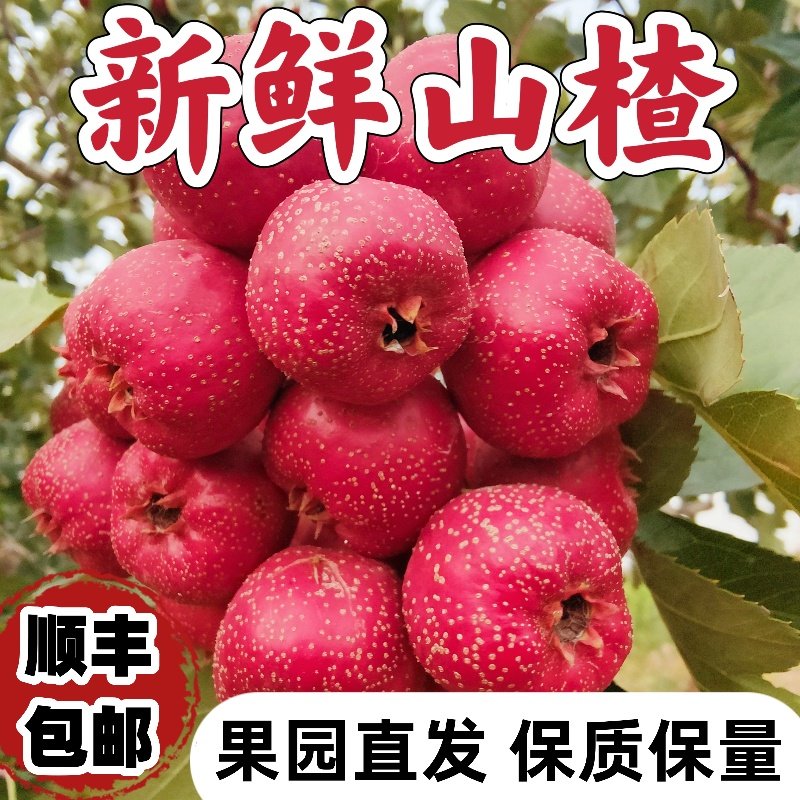 新鲜山楂大果山东大金星鲜果冰糖葫芦山里红果大五棱特级整箱批发
