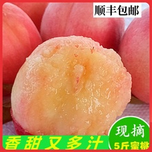 桃子新鲜蒙阴水蜜桃撕皮软桃子孕妇水果当季现摘5斤包邮超甜毛桃