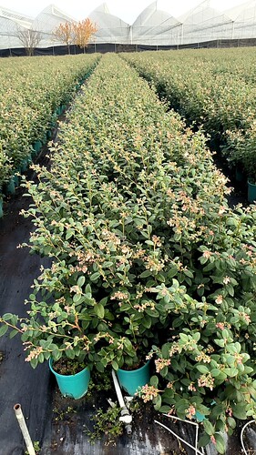 直播专用一物一拍