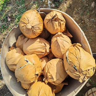 山农酥梨翠甜梨酥梨甜梨酥烟台梨梨甜超大梨顺丰梨酥梨翠梨甜梨