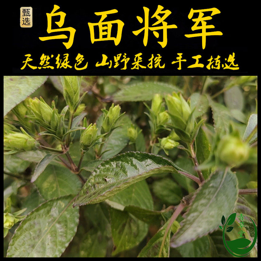 新鲜现采潮汕青草乌面将军黑面将军脆叶马兰破石草农家自晒干花蕾