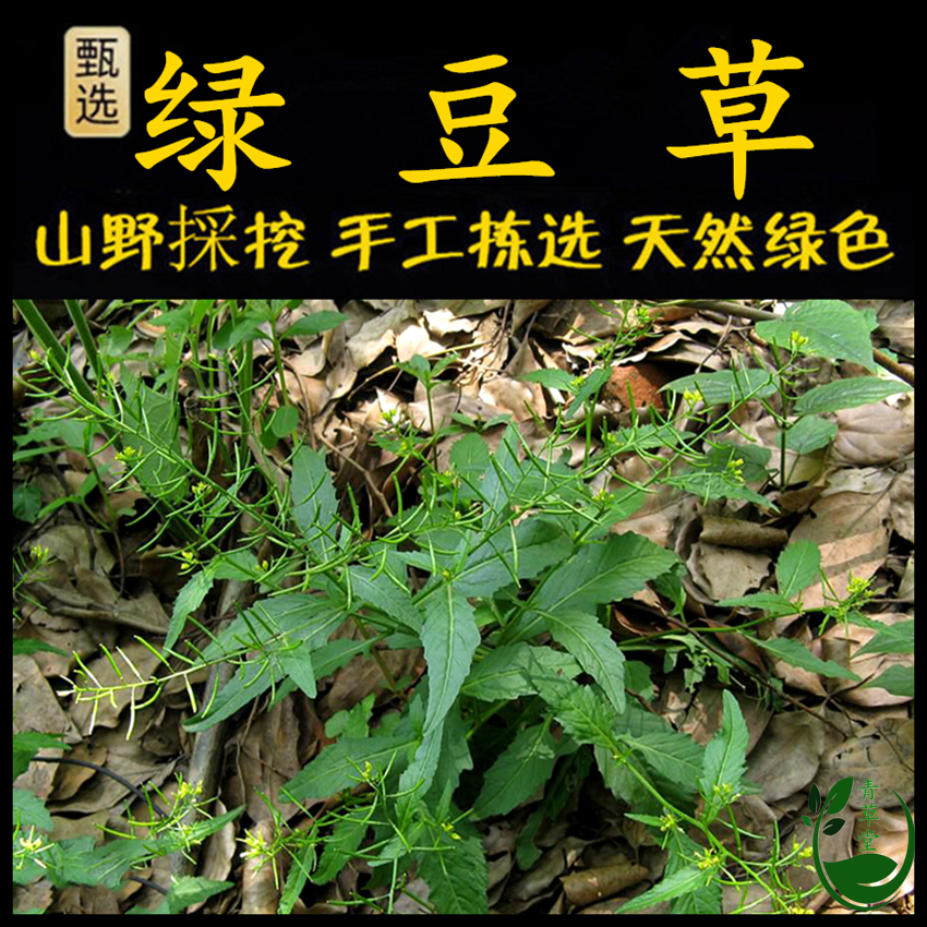 新鲜现采潮汕青草假菜仔 绿豆草 野油菜野菜仔塘葛菜蔊菜江剪刀菜