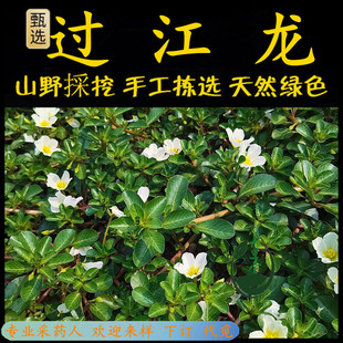 过塘蛇新鲜现采潮汕青草过江龙过沟龙过江藤水咬播鱼鳔草拖水蜈蚣