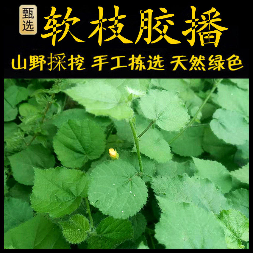 新鲜现采潮汕青草药 生毛 英仔草 软枝胶播粘叶黄花稔 软枝虱母头