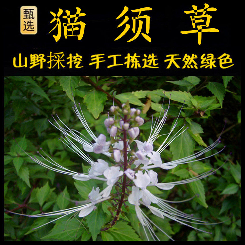 猫须草化石草新鲜现采潮汕青草药 猫须草化石草猫须公 肾茶灵芝草