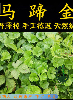 新鲜现采马蹄金小叶金钱草 潮汕青草鱼脐草  蚬壳草 蛇脐草钮仔草