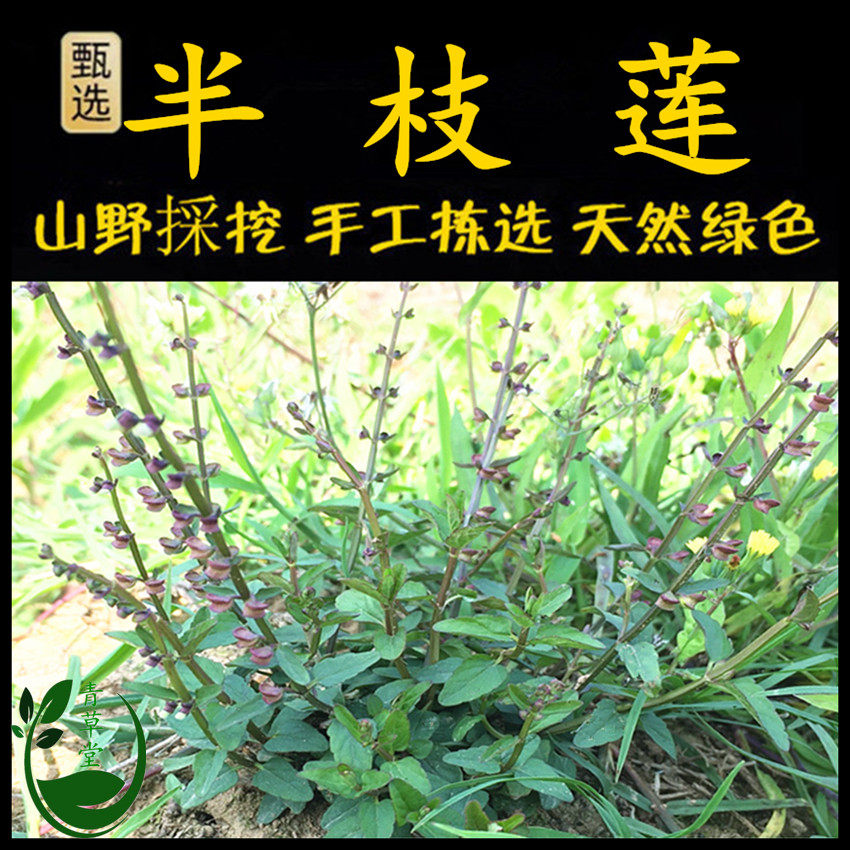 新鲜现采潮汕青草半枝莲 细号四方枝仔 牙刷草单片花碗畔花韩信草