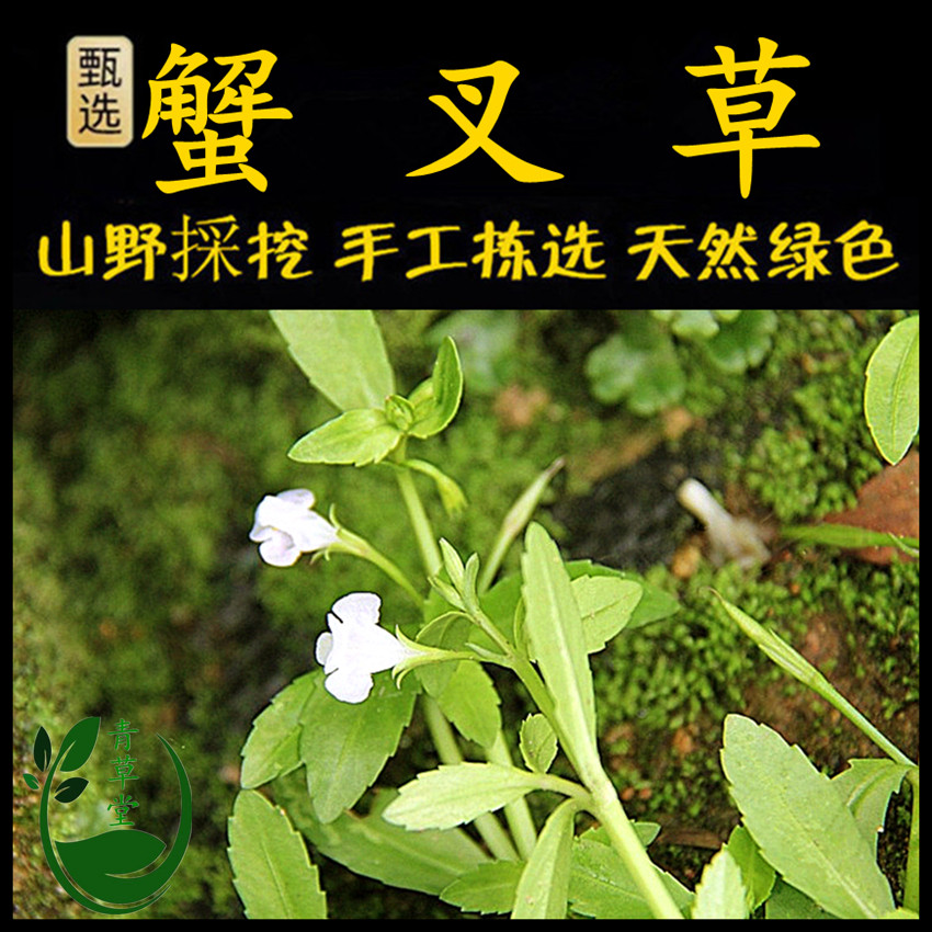 新鲜现采潮汕青草堂泥花草蟹叉草田槟榔田荖定经草田蜈蚣双须蜈蚣